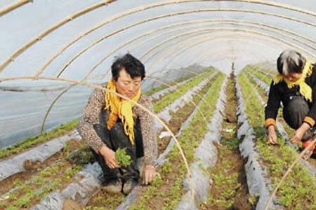 北方冬季大棚胡萝卜种植时间