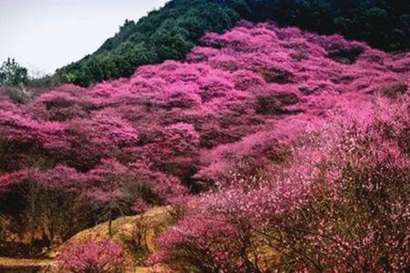 风吹梅花遍地金对句