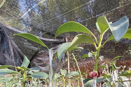 种植八角100亩利润