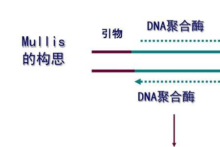 pcr技术的原料dnpt是什么