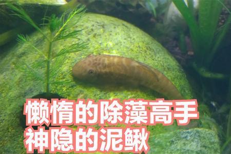 黄金泥鳅可以除藻吗