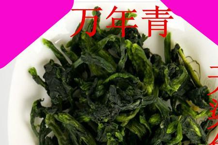 万年青菜又叫什么菜