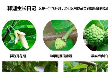 大目释迦的种植方法