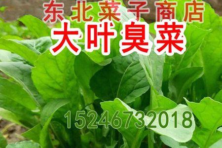 大叶臭菜怎样种植