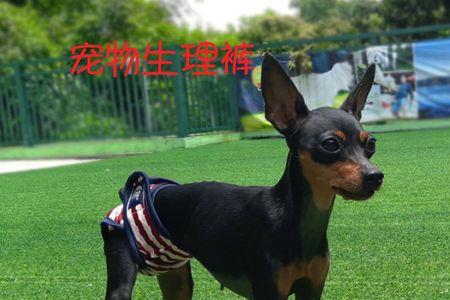 小鹿犬和泰迪一起养要注意什么