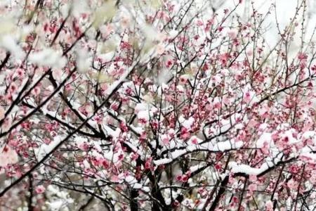 春为一岁首梅占百花魁意思