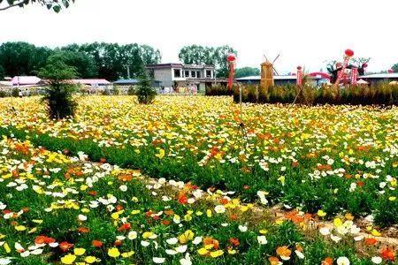 遍地鲜花打一城市名