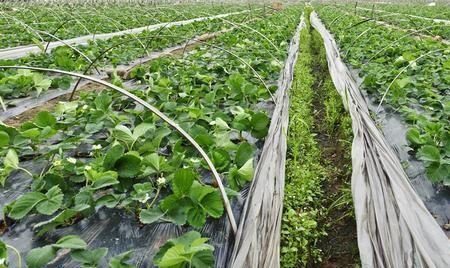 露地小拱棚长豆角种植技术