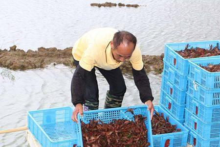 龙虾能长多大