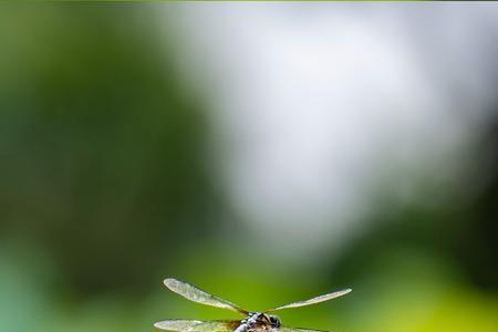 蜻蜓荷花小孩寓意