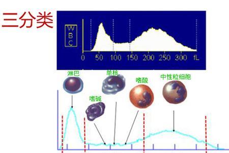 三分群和五分类的区别