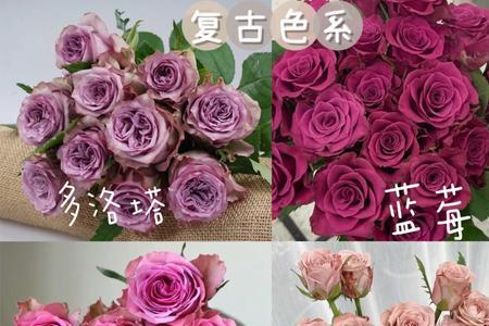 玫瑰花和破壁玫瑰花区别