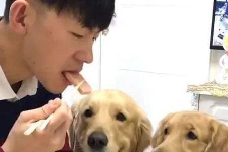 白狼犬的优点和缺点