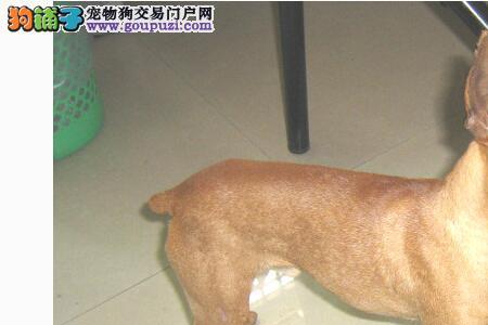 鹿犬吉娃娃掉毛吗