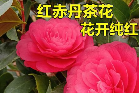 五色赤丹苗要几年才开花