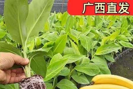 红香蕉种植高产管理技术