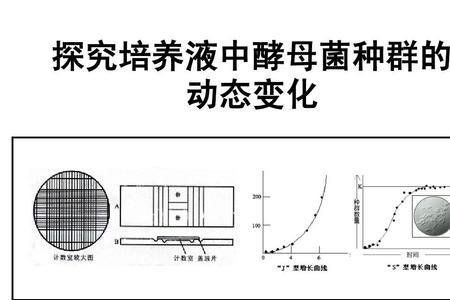 酵母菌群种类