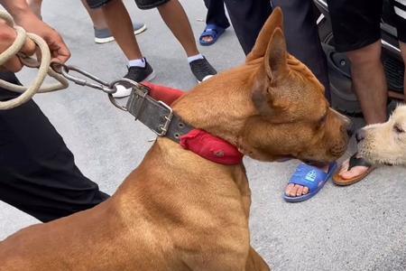 怎么选择杂斗犬