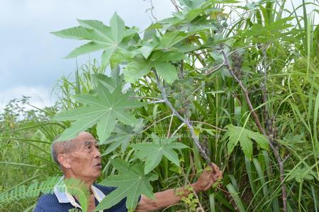 蓖麻子可以榨油吗