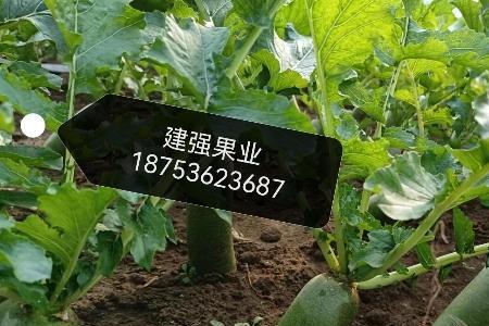 萝卜茬适合种植什么