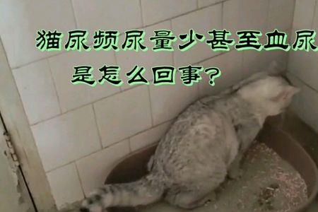 猫咪尿闭可以一直灌水吗