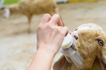 猪油喂羊有什么好处