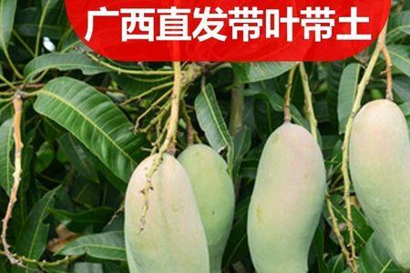 芒果可以和什么水果嫁接季节