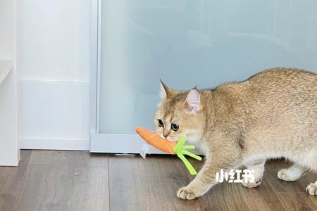 猫为什么喜欢胡萝卜