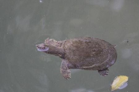 甲鱼喜欢浑浊的水里吗