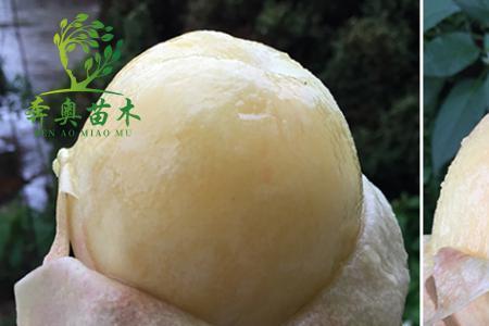 阳山水蜜桃北方能种吗