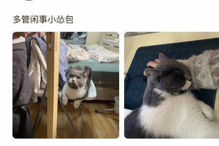 猫咪助手能用吗