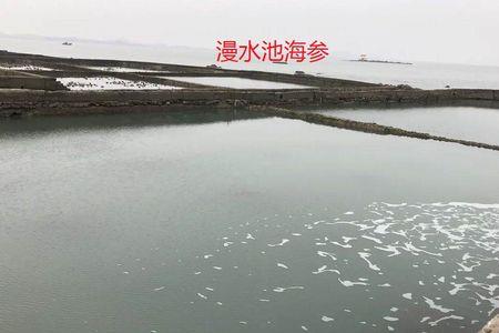 海参池糖喂发酵料海参立马吃么