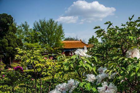 北京清明节景山公园牡丹开了吗