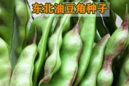 东北四季豆角亩产