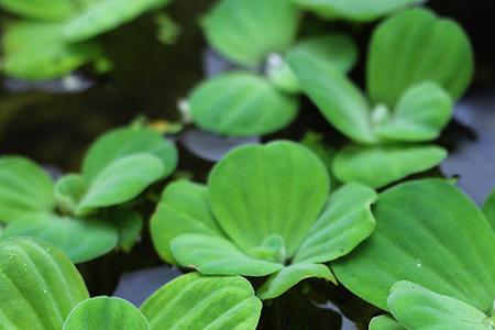 水芙蓉刚种植多久叶子张开