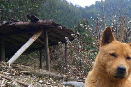 四眉田园犬的智商排名