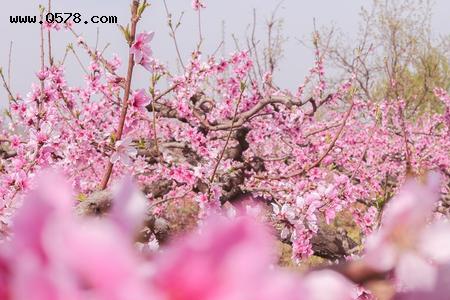 仿佛变成一朵桃花写段话