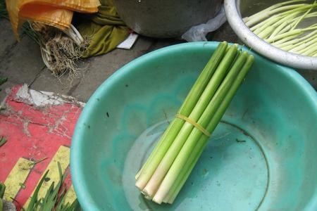 野蒲儿菜又叫什么