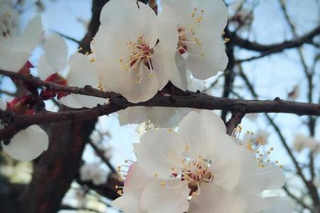 花落花开春去秋来是什么歌