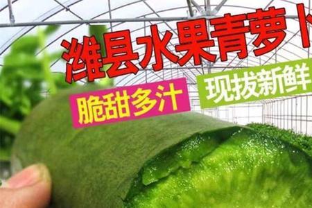 山东秋季水果萝卜什么品种好