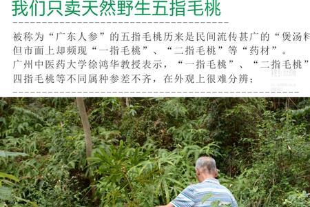 河南种植五指毛桃适合吗