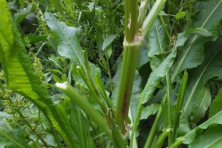 野菠菜和大黄的区别