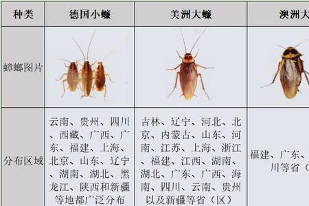 俄罗斯蟑螂品种