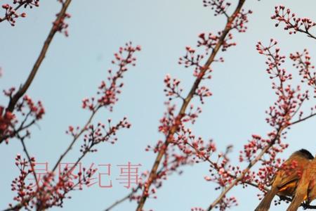 柳绿花香是什么生肖