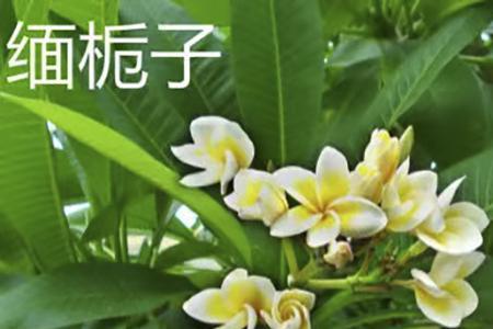 栀子花和小苍兰区别