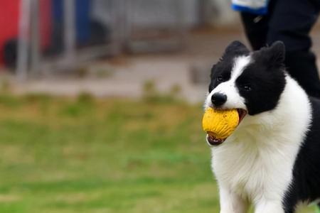 北京四环内允许养边牧犬吗