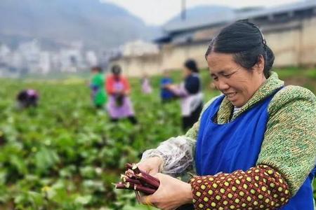 一亩菜苔能收多少斤