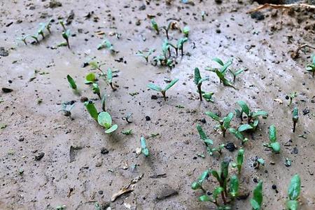 种的苋菜总是发黄死怎么办