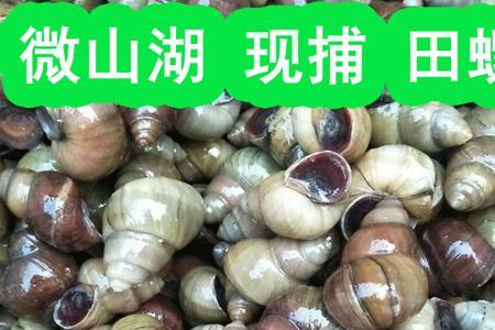 养殖什么水产用田螺做食料