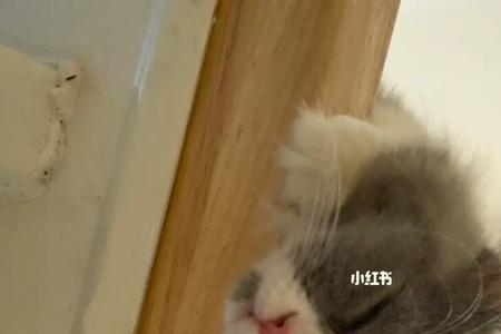 玩转人生猫猫是只什么品种的猫